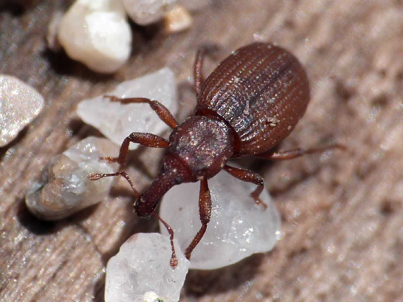 Piccolo Curculionidae di spiaggia - Styphloderes exsculptus